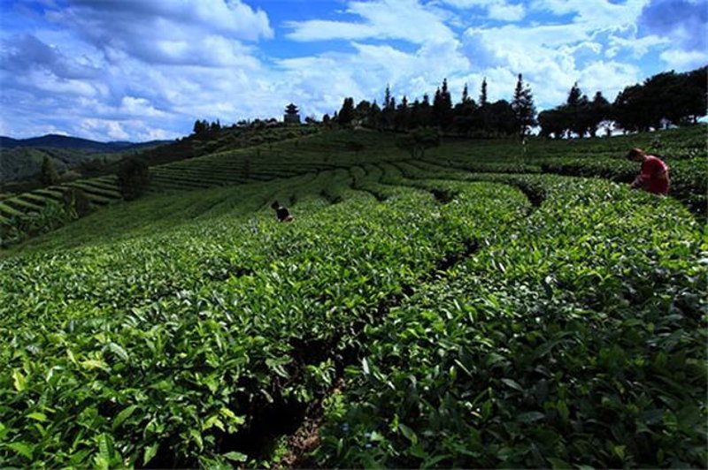 普洱茶批发：传统与现代的完美融合