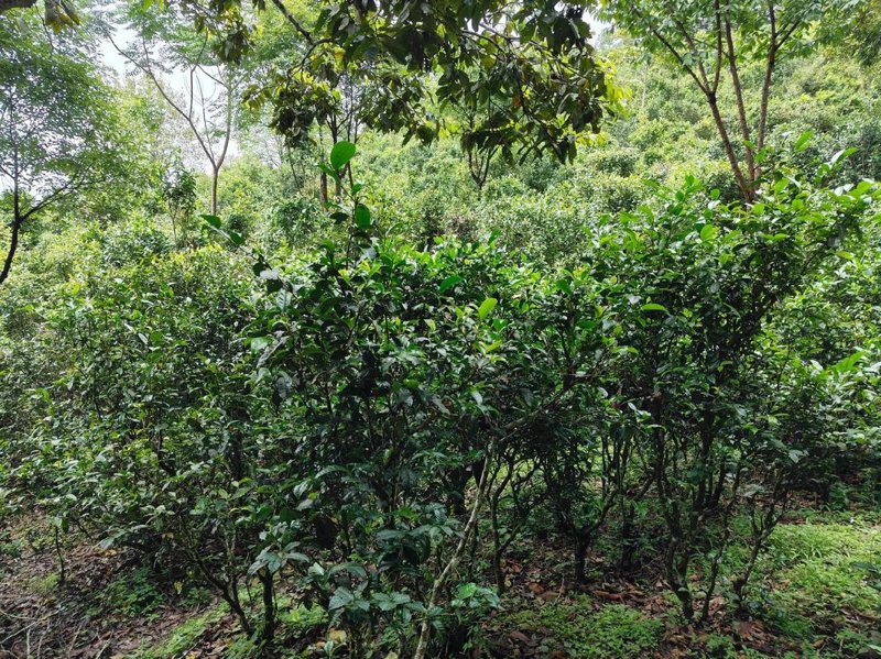 深圳茶叶批发：品质与效率的完美结合