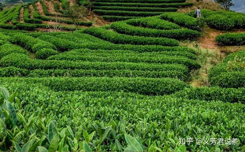 普洱茶市场的风云再起：批发行业的现状与趋势