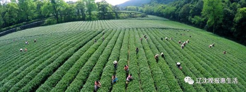 原产地茶叶